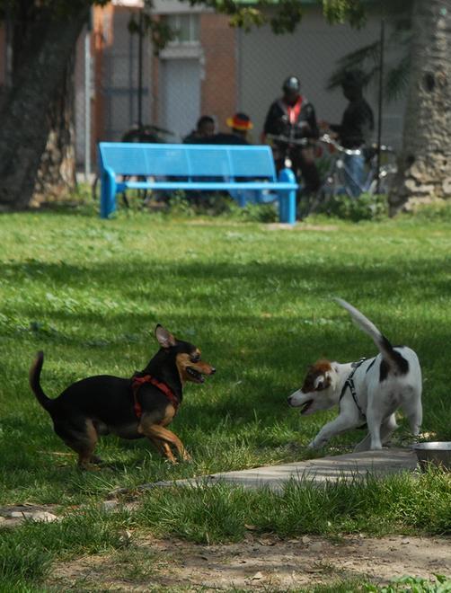 Riparata la recinzione dell’area pubblica per i cani