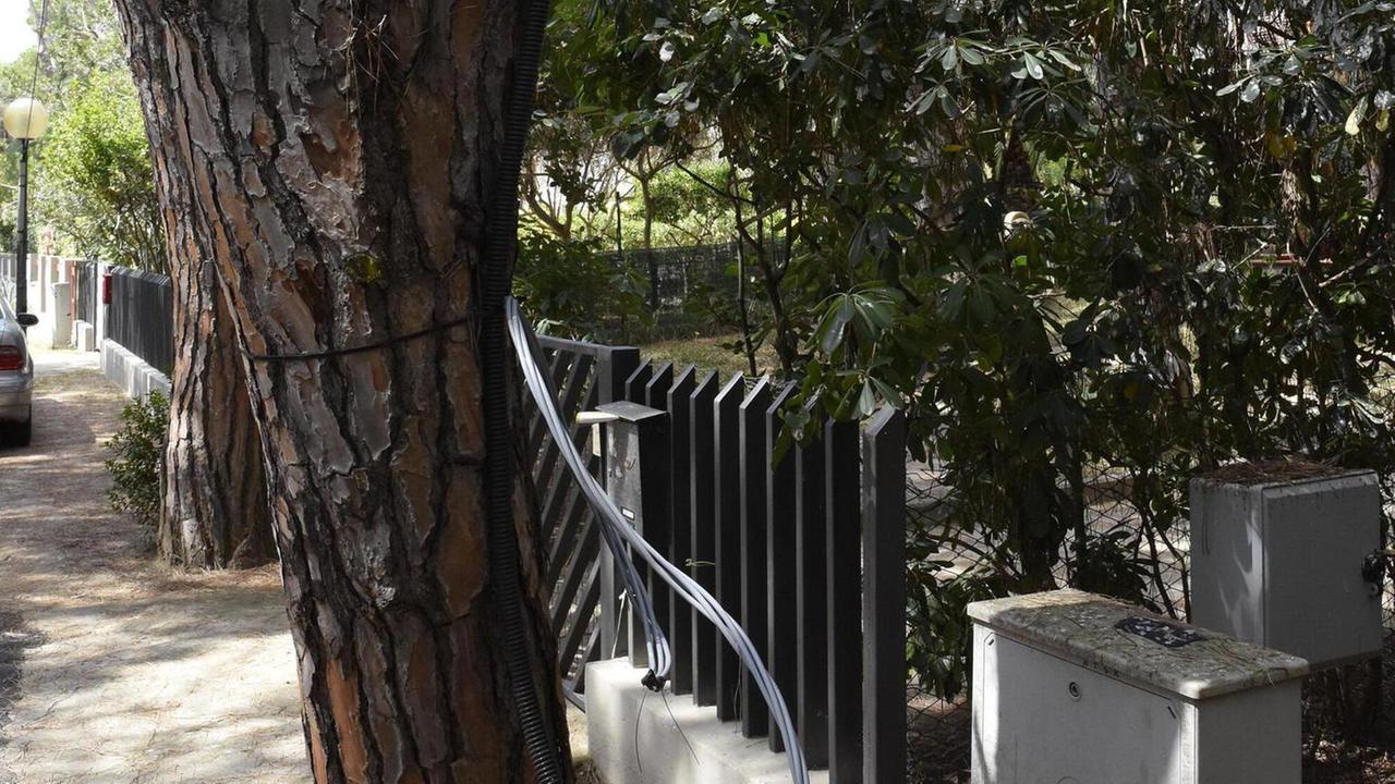 Pericolo caduta alberi. Dal 2014