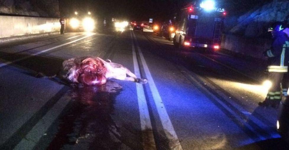 Auto contro mucca sulla 389 ferite lievi per il conducente