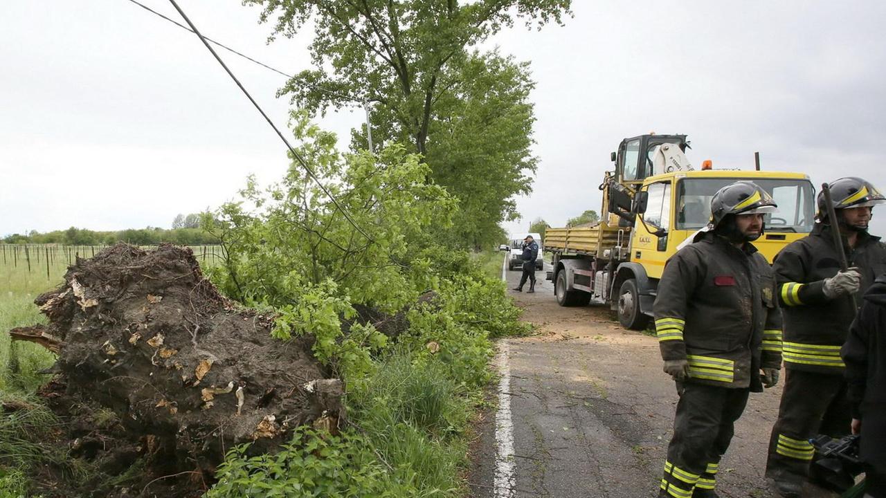 Nonantola, quercia abbatte i pali del telefono