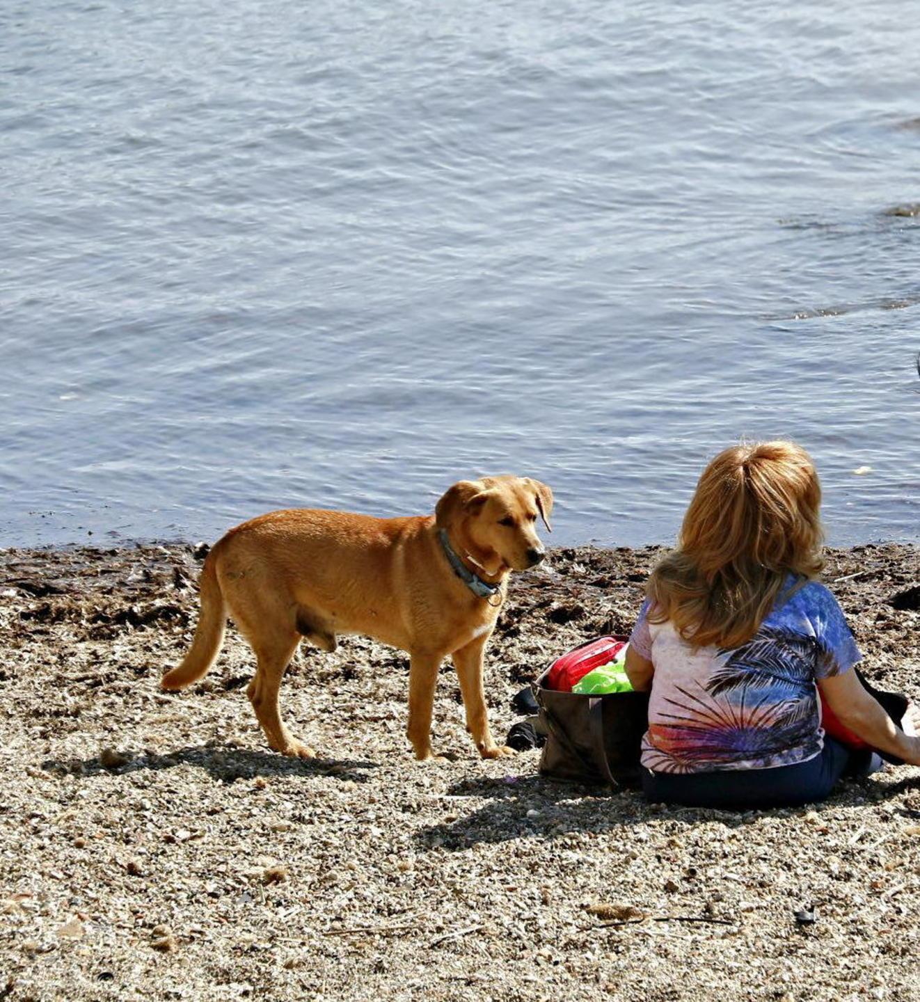 Cani e pallonate in spiaggia  Un turista: «Così non ci torno»