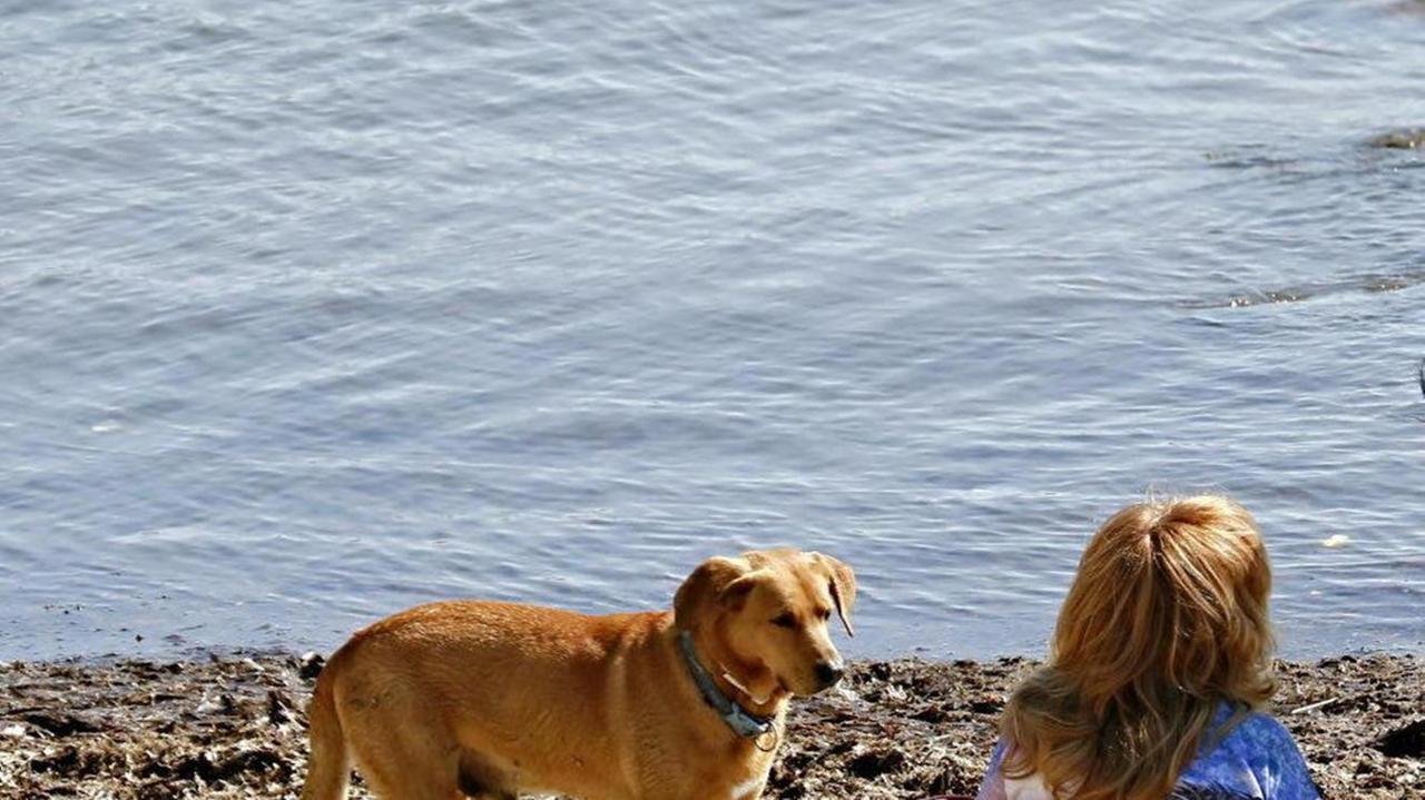 Cani e pallonate in spiaggia Un turista: «Così non ci torno»