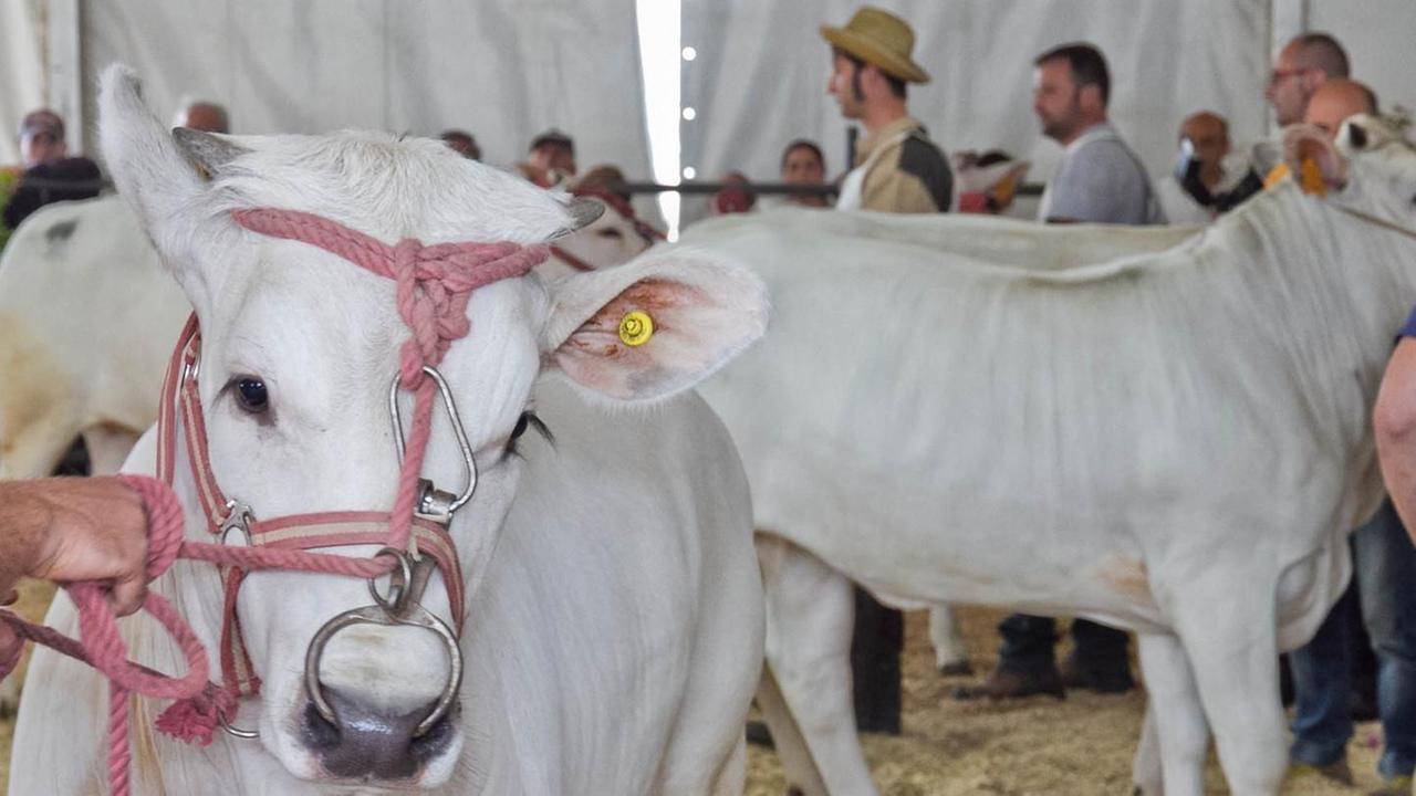 Razza Chianina: attesa per la trentaduesima edizione della Mostra