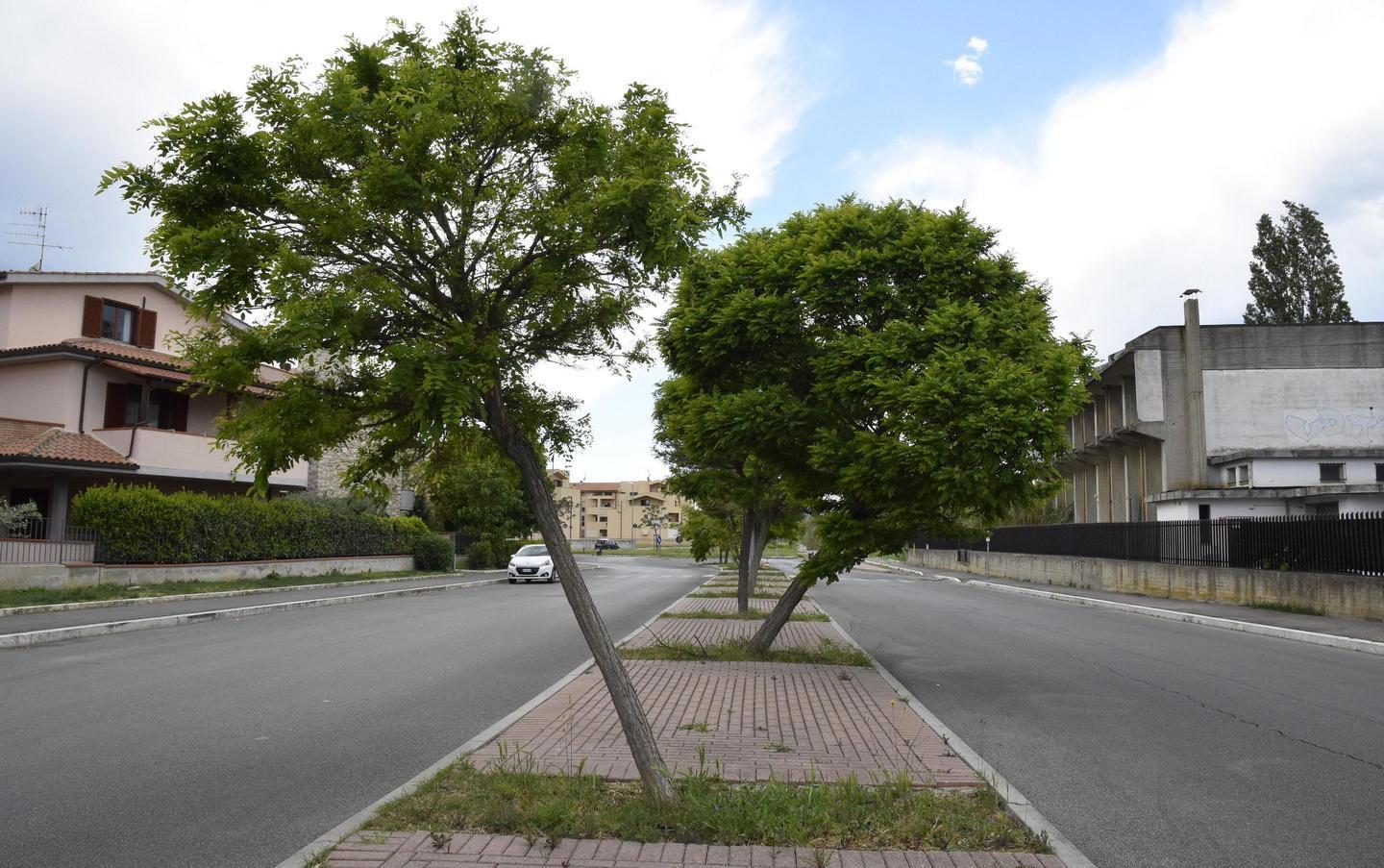 Alberi penzoloni in strada 