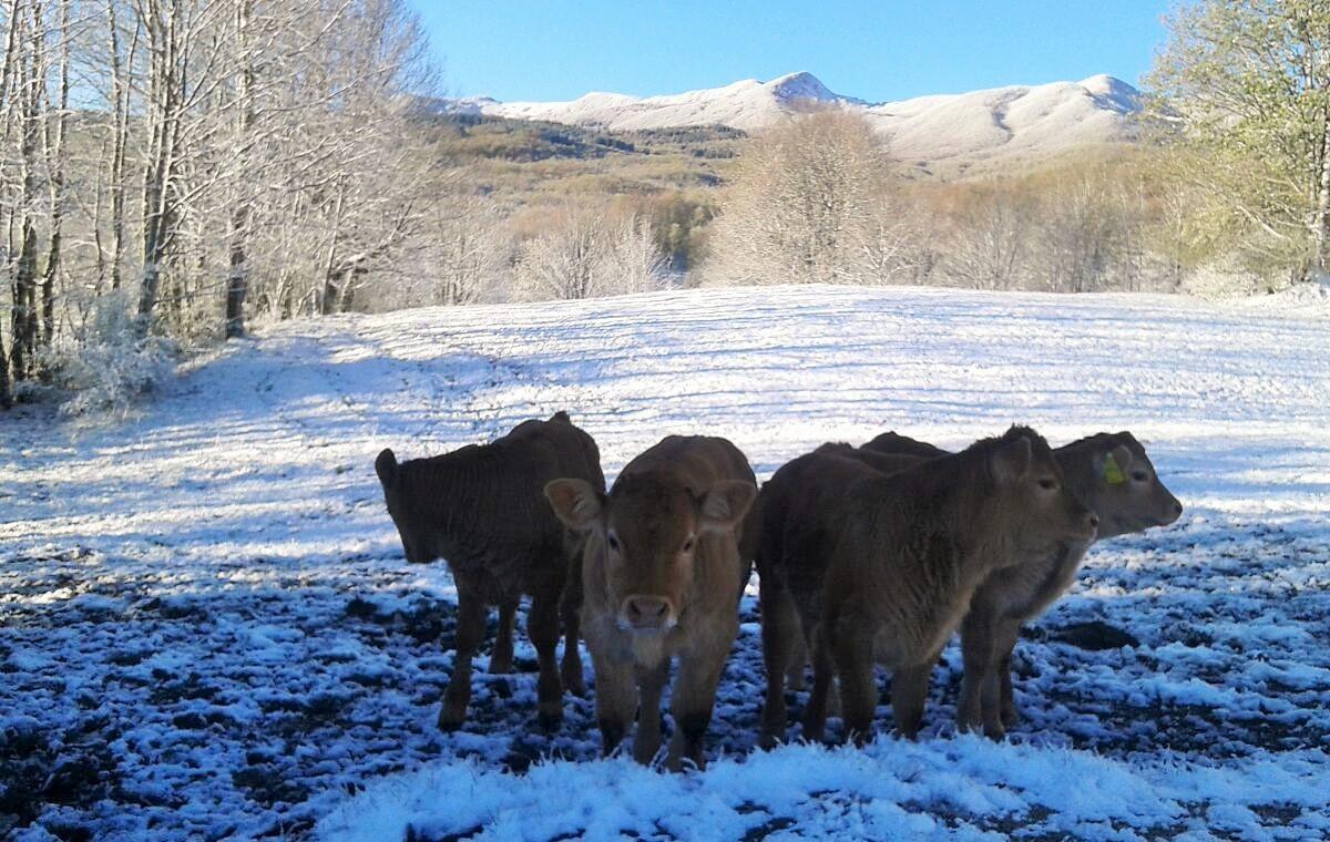 Le mucche pascolano tra la neve 