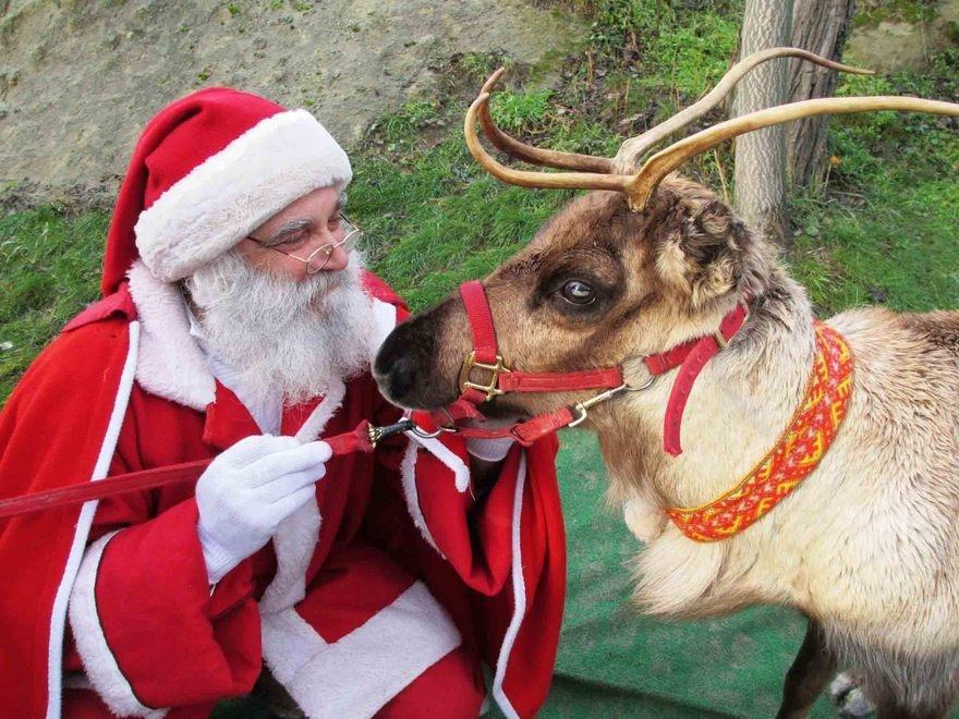  Castellarano, le renne di Babbo Natale uccise da un branco di lupi 