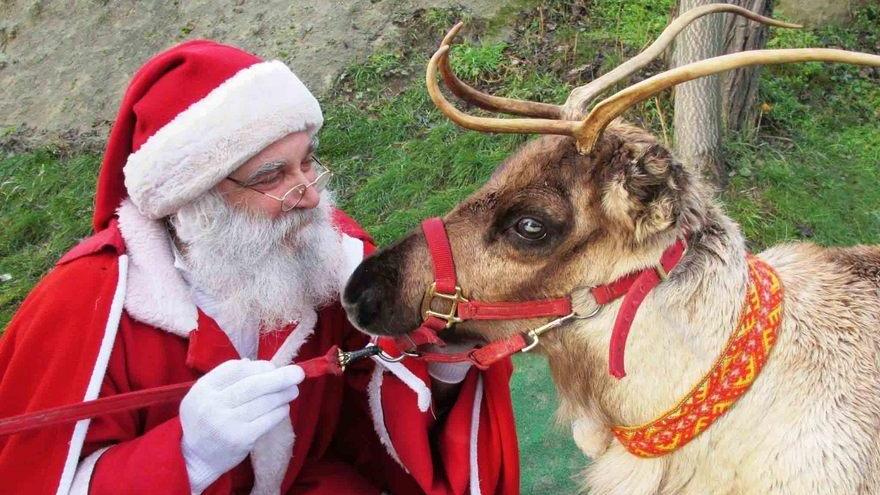 Castellarano, le renne di Babbo Natale uccise da un branco di lupi