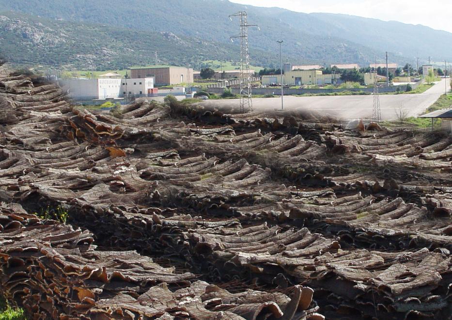 Sugherificio Ganau di Tempio, 79 licenziati: l’ira degli operai 