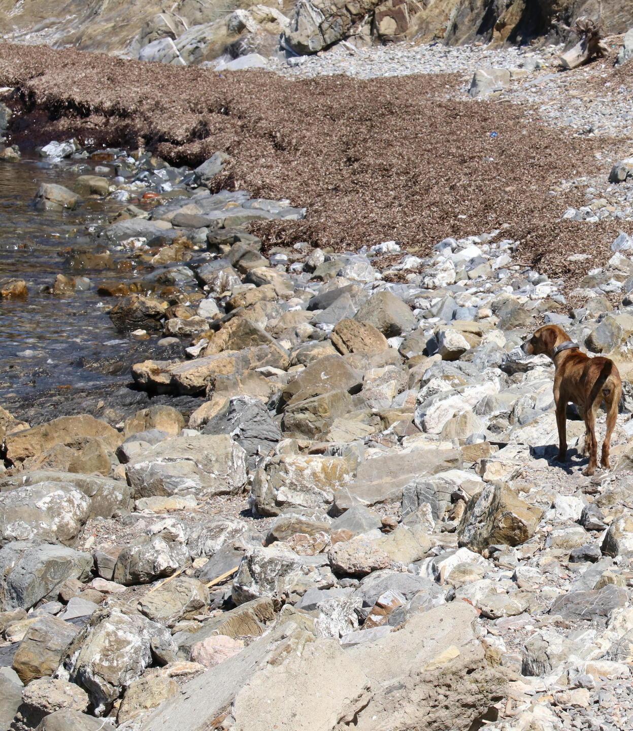 Oggi Cabianca è inaccessibile, Antignano sogna una nuova spiaggia per cani