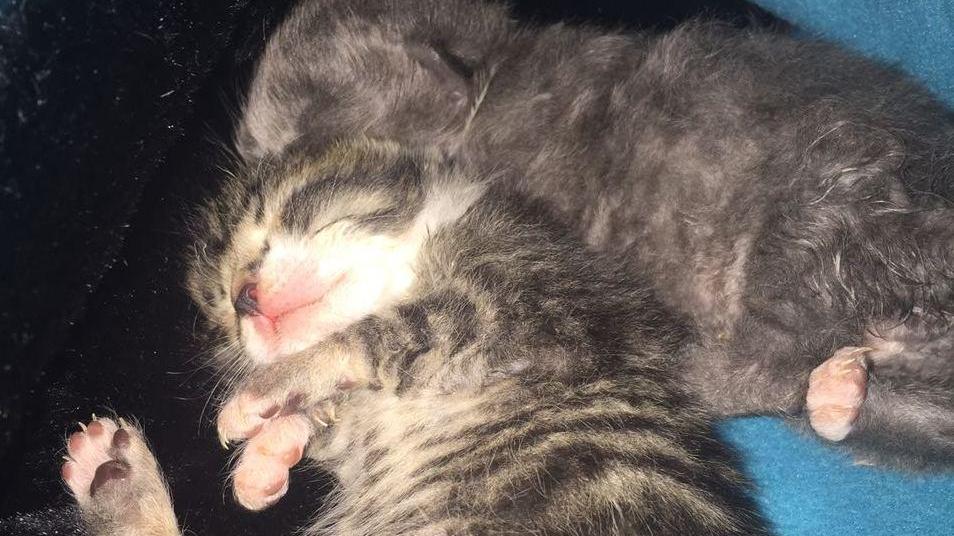 Fiorano, getta due gattini nel pattume: la telecamera riprende tutto