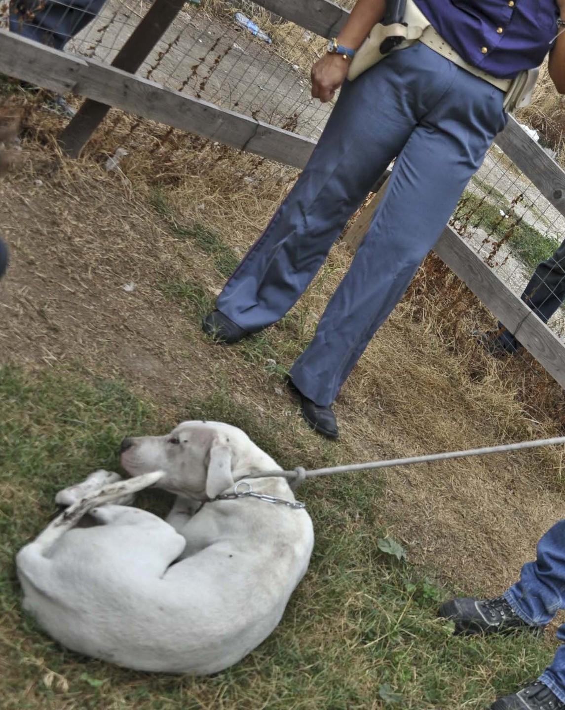 Mirandola, i proprietari del dogo: «Siamo mortificati per la bimba ferita ma salvateci il cane» 