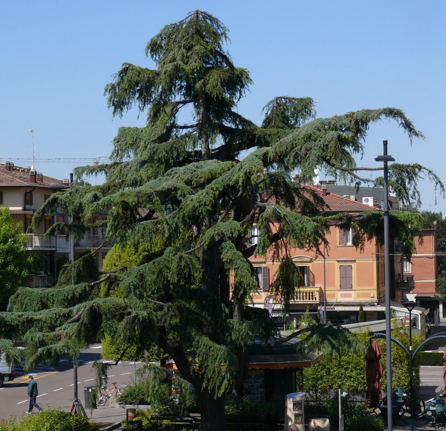 Operazione urgente alle storiche piante di Maranello