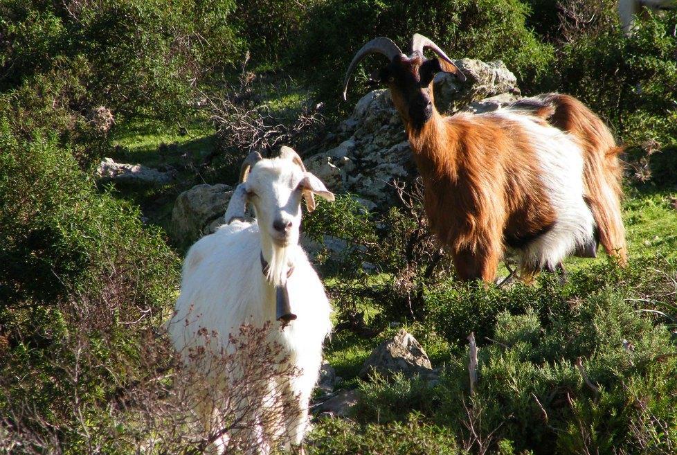 Tutela delle foreste, esperti a confronto sulle nuove strategie