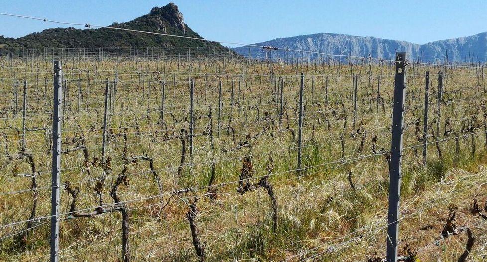 Le vigne del cannonau distrutte dalla gelata 