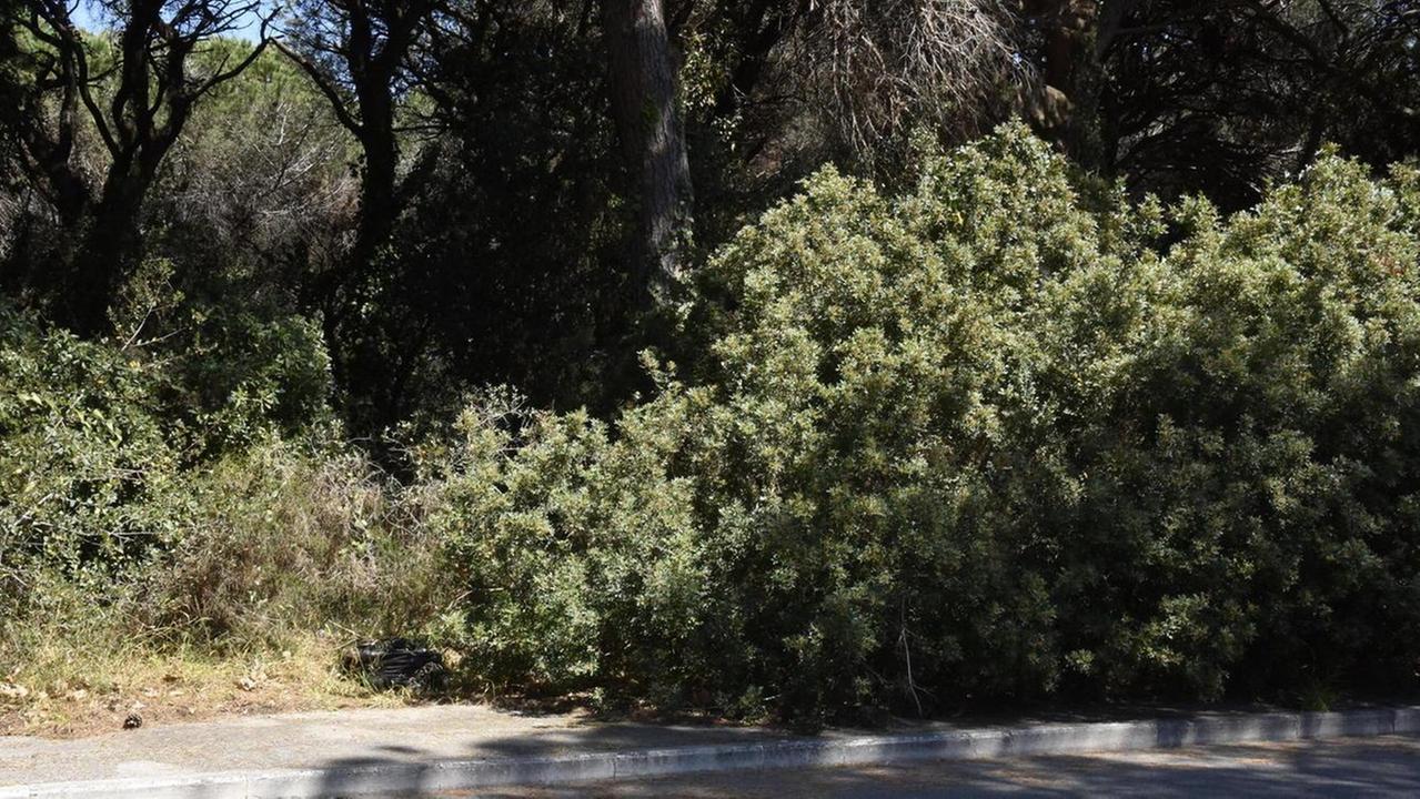 Pineta: una bomba a orologeria di cui nessuno si cura
