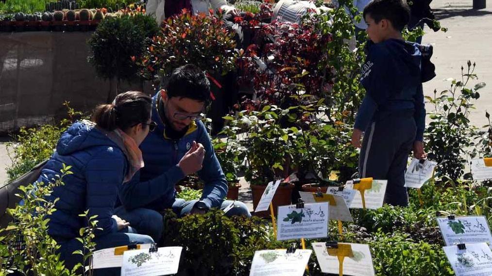 Rose, camelie e iris: “Massa in Fiore” colora il centro