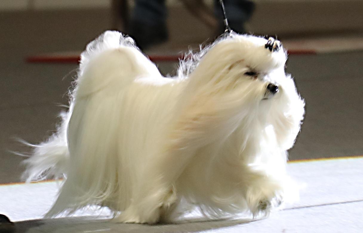 Uno dei cani protagonisti dell'esposizione al Pala Modì (Pentafoto)