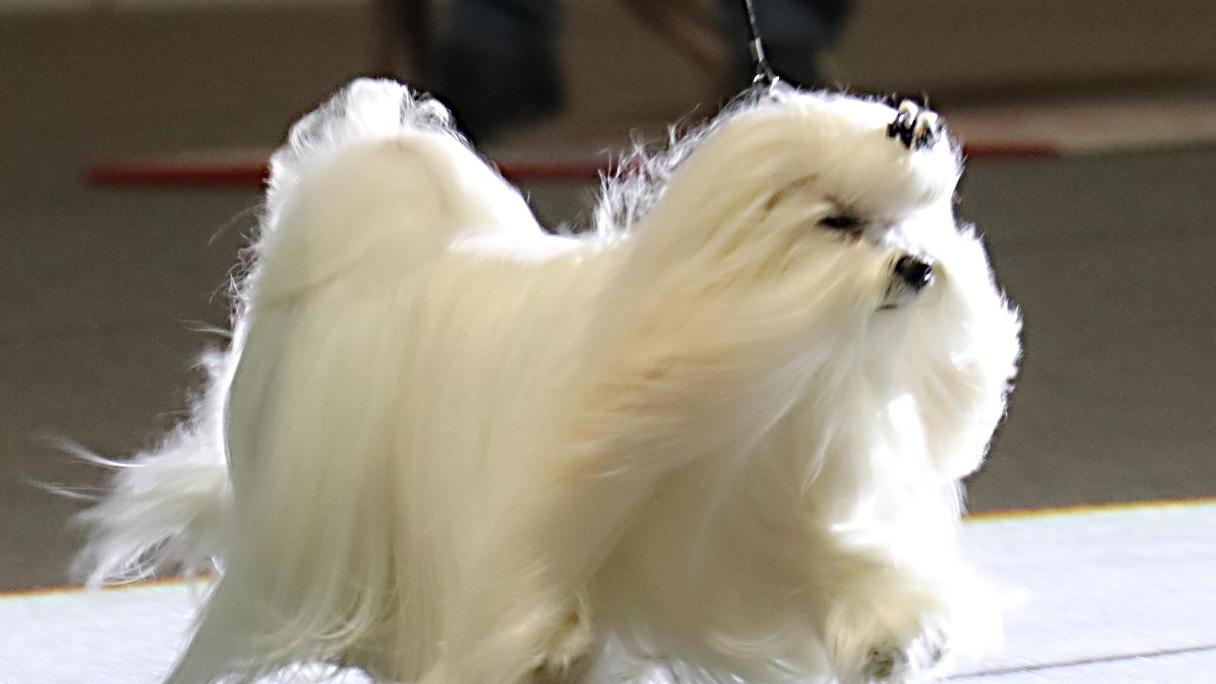 Uno dei cani protagonisti dell'esposizione al Pala Modì (Pentafoto)