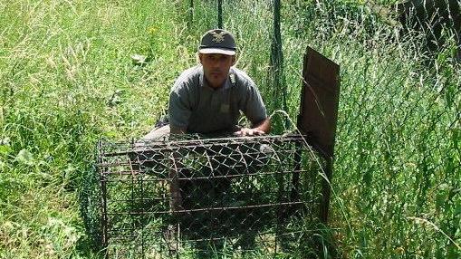 Un agente della Forestale in un'operazione anti-bracconaggio