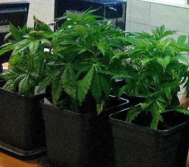 Vende marijuana ai compagni di scuola: denunciata 