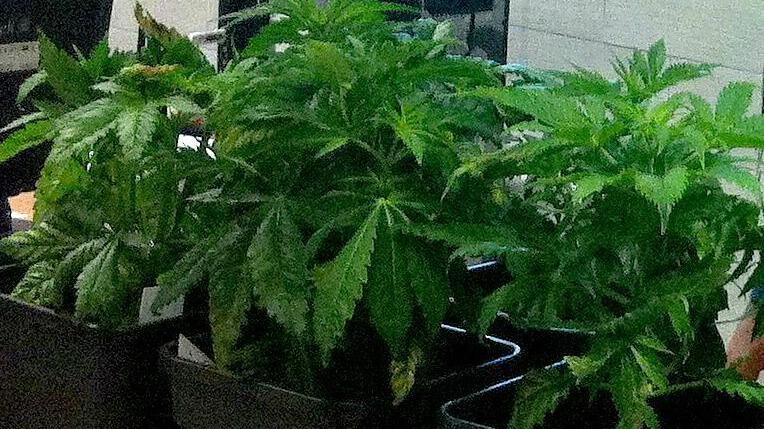 Vende marijuana ai compagni di scuola: denunciata