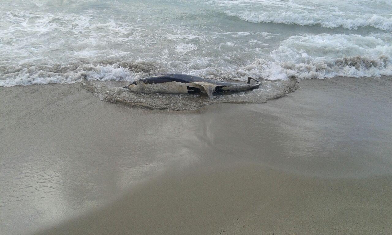 Il delfino spiaggiato a Tirrenia