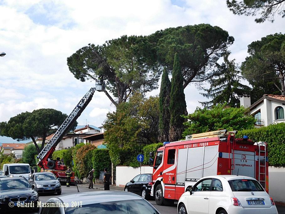 L'intervento sul pino in via Lambruschini (foto di Massimiliano Galardi)