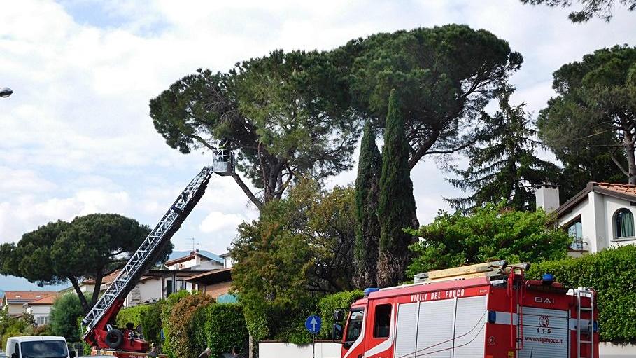 L'intervento sul pino in via Lambruschini (foto di Massimiliano Galardi)