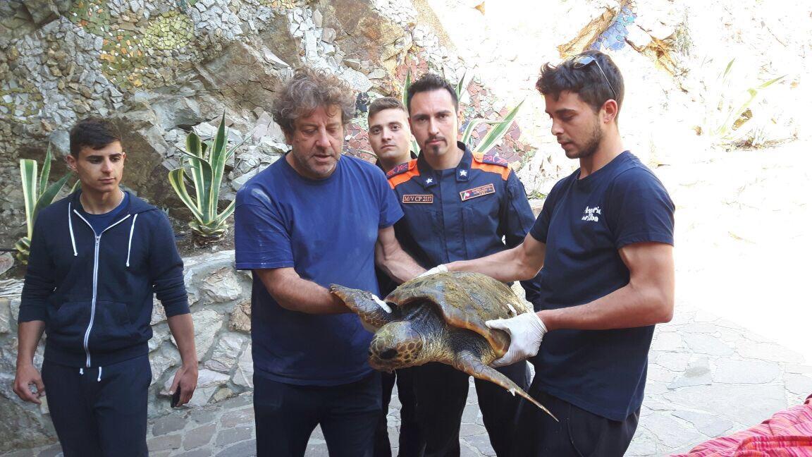 La tartaruga marina recuperata all'Alto Fondale 