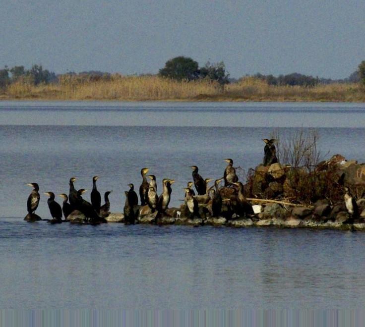 Pesca, indennizzi negati: governo sotto accusa 