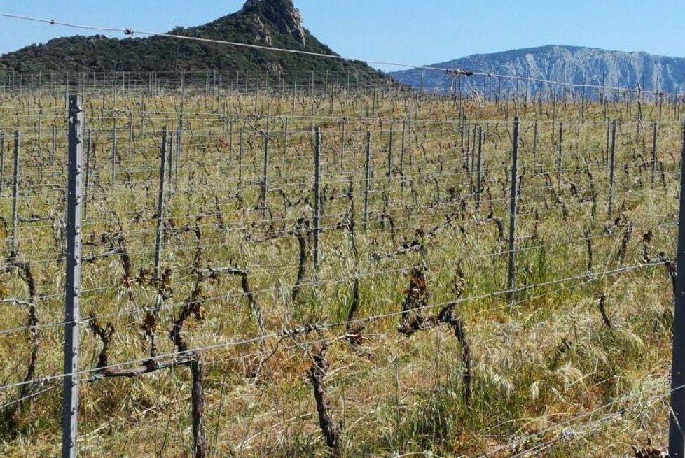 Gelate, richieste in Comune per i danni