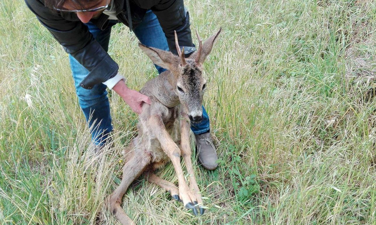 Ritrovato a Quiesa un capriolo ferito
