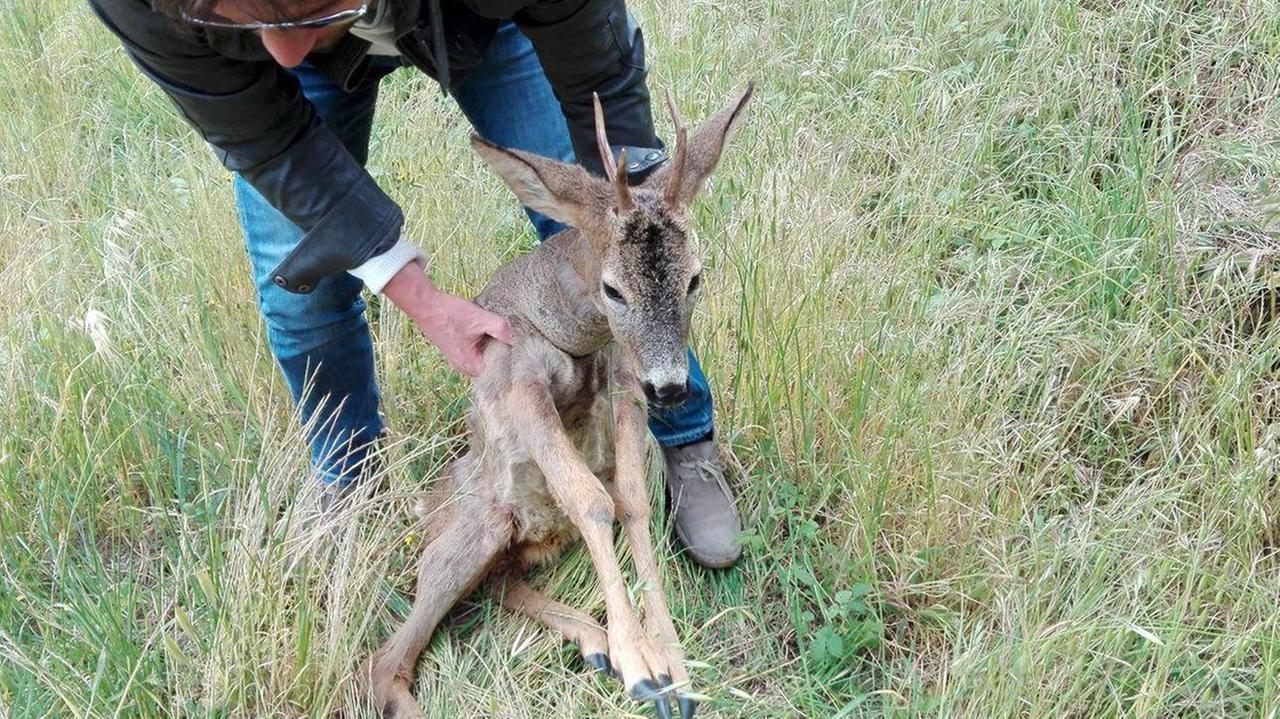 Ritrovato a Quiesa un capriolo ferito