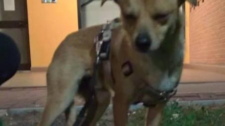 «Aiutatemi a rintracciare i padroni di questi due cani»