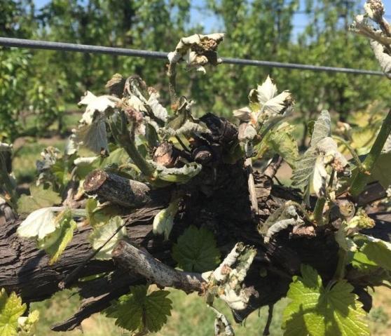 Gelate fuori stagione, viticoltura reggiana in ginocchio