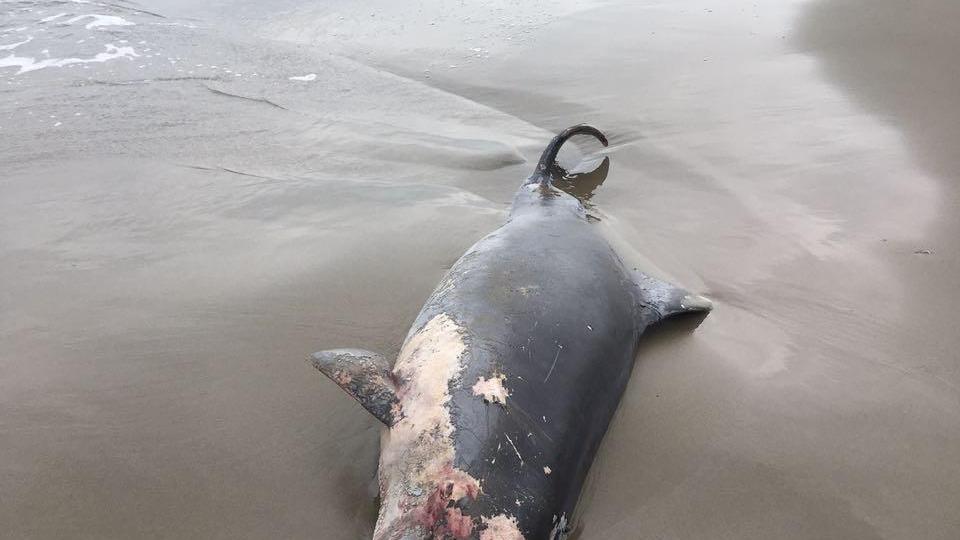 Trovato un delfino spiaggiato a Marina