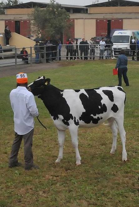 La Mostra regionale zootecnica spegne 34 candeline