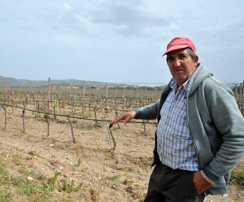 Devastati i vigneti, vendemmia a rischio 