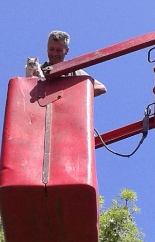 Il salvataggio della micia Nene Era sull’albero da due giorni