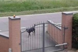 Castelfranco, due cani fanno strage di conigli e oche 