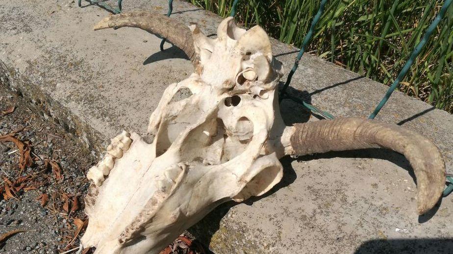Serramazzoni, scheletro davanti a casa: intimidazione?