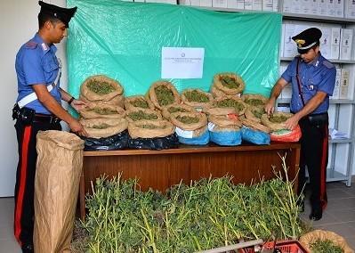 Condannati a Sassari i nonni coltivatori diretti di “marijuana”