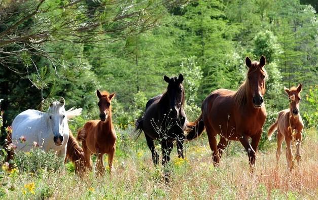 In vendita i bellissimi cavalli del Sarcidano 