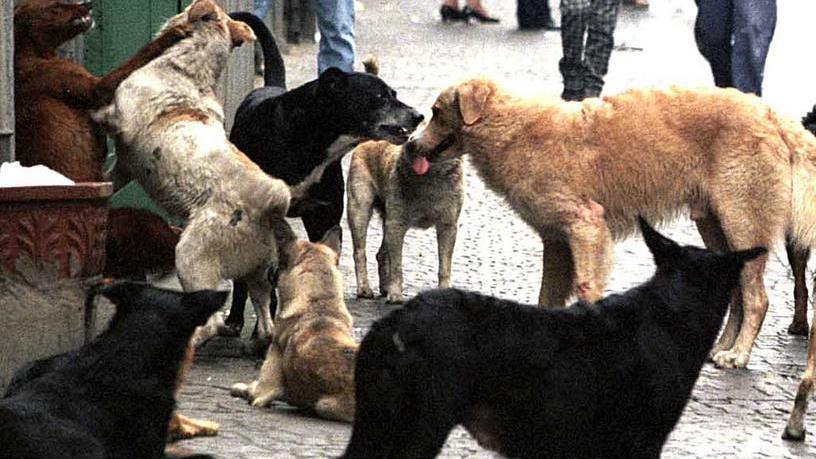 Paura a Macomer un branco di randagi attacca i bambini