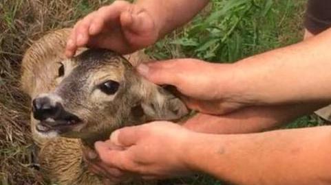 Capriolo in difficoltà per una frana Salvato dai pompieri