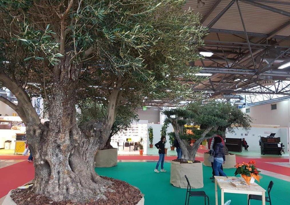 A Tuttocasa spunta un oliveto secolare