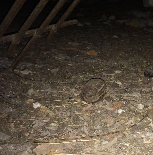 Montecchio, trovata una bomba in un solaio   
