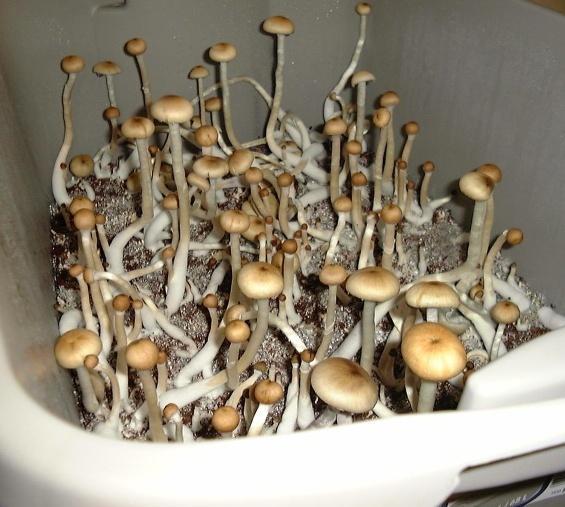 «Uso funghi magici per le mie meditazioni»  