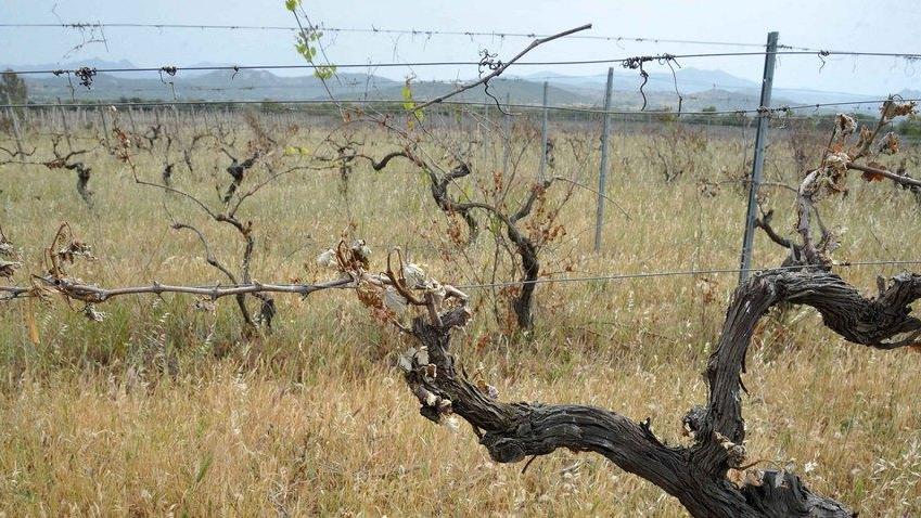 Vigne di Bonnanaro danneggiate dal mix di siccità e gelate 