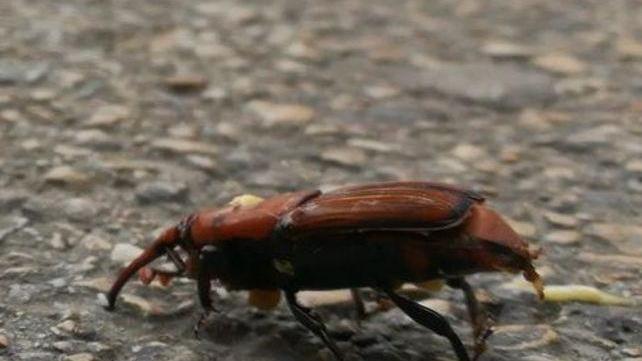 Bosa, il punteruolo rosso miete altre vittime